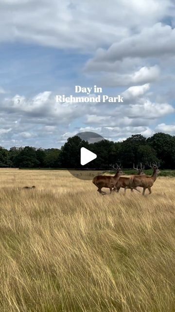 Doina Lungu | UK Travel blogger on Instagram: "A day in Richmond Park 🦌 #richmond#isabellaplantation#richmondpark#london#" London Richmond, Richmond Park London, Maymont Park Richmond, Richmond England, River Thames London, Richmond Park, Uk Travel, Travel Blogger, Instagram A