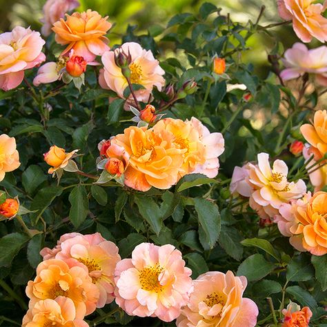 Flower Carpet Amber Groundcover Rose - FineGardening Ground Cover Roses Carpets, Rose Garden Landscape, Cranesbill Geranium, Ground Cover Roses, Flower Carpet, Zone 10, Coming Up Roses, Fine Gardening, Amber Rose