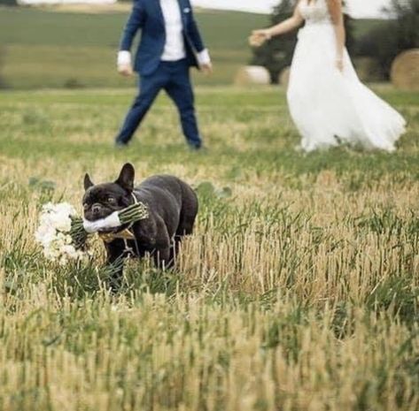 French Bulldog Wedding, Houston Garden, Funny Jokes For Kids, Downtown Houston, Bridal Pictures, Wedding Beach Ceremony, Beach Ceremony, Bride And Groom Pictures, Wedding Pets