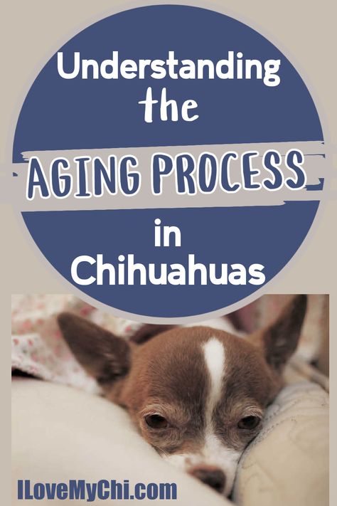 Uncover the secrets of Chihuahua aging. Discover health changes, and care tips for your cherished pet's long, happy life. Health Changes, Chihuahua Facts, Chihuahua Breeds, Chihuahua Owner, Dog Wellness, Chihuahua Mom, Pet Hotel, Dog Health Tips, Chihuahua Love