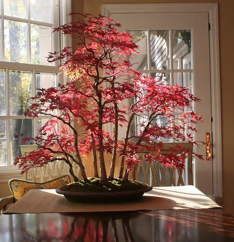 Bonsai For Beginners, Japanese Maple Bonsai, Maple Forest, Japanese Bonsai Tree, Jade Bonsai, Bonsai Forest, Maple Bonsai, Bonsai Tree Types, Bonsai Tree Care