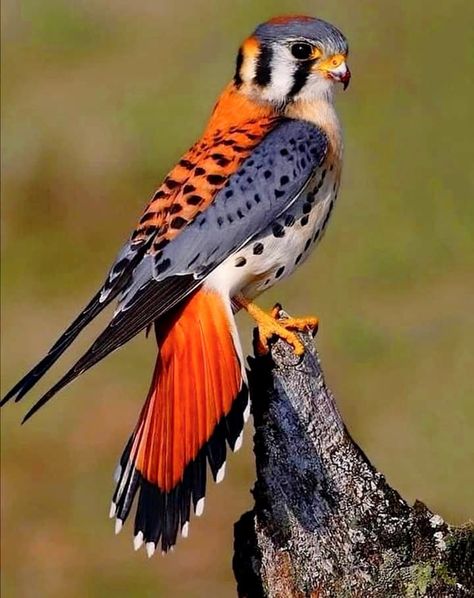 The American Kestrel 🐦🐦🐦 Also called a sparrow Hawk is the smallest and most common Falcon in North America. Barn Owls, American Nature, North American Birds, Raptors Bird, American Kestrel, Bird Types, Dog Poses, Cosplay Tutorial, Australian Birds