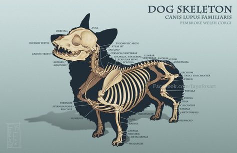 Hey everyone! Here is my Corgi skeleton I had to do for class, based off of a family members Corgi. Horse Muscles, Wolf Anthro, Comparative Anatomy, Anatomy Bones, Skeleton Drawings, Dog Anatomy, Dog Skeleton, Animal Skeletons, Horse Anatomy