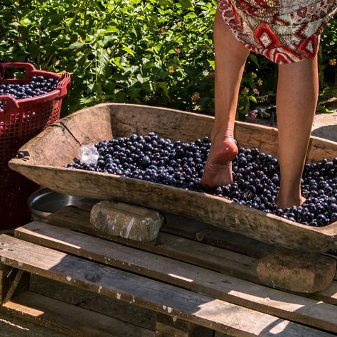 Growing Wine Grapes, Harvest Fest, Wine Press, Grape Harvesting, Toscana Italia, Growing Grapes, Harvest Festival, Wine Region, Wine Making