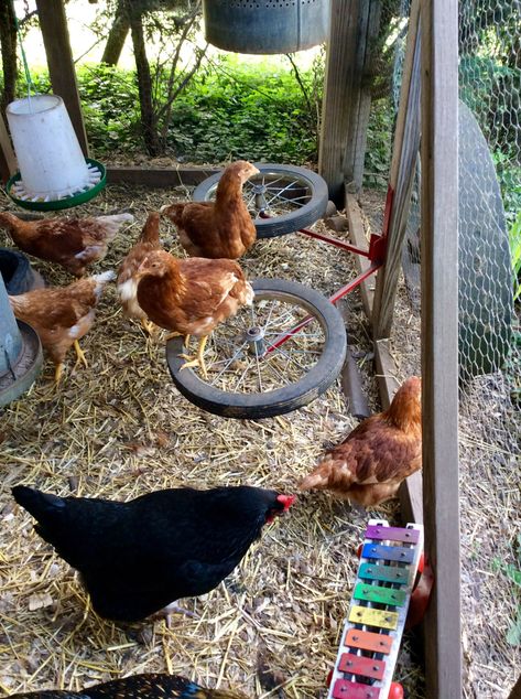 Chicken Climbing Ideas, Chicken Obstacle Course, Chicken Run Playground, Chicken Yard Ideas, Chicken Playground Ideas Diy, Chicken Playground Ideas, Chicken Feeder Ideas, Chicken Playground, Diy Chicken Feeder