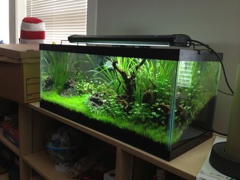 20 Gallon Long Aquarium, 20 Gallon Fish Tank, 30 Gallon Fish Tank, Shrimp Tanks, 20 Gallon Aquarium, Aquarium Inspiration, 10 Gallon Fish Tank, Aqua Scaping, Fish Tank Stand