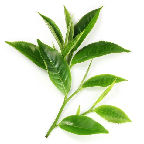 Green Tea Plant, Green Tea Oil, Tea Plant, Camellia Sinensis, Promote Healthy Hair Growth, Types Of Tea, Natural Care, Wholesale Flowers, All Flowers