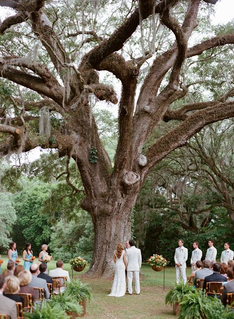 oak tree ceremony | Alice Keeney #wedding Wedding Ceremony Ideas, Southern Weddings, Oak Tree Wedding Ceremony, Tree Wedding Ceremony, Oak Tree Wedding, Wedding Tree, Wedding Ceremony Backdrop, Ceremony Backdrop, Tree Wedding