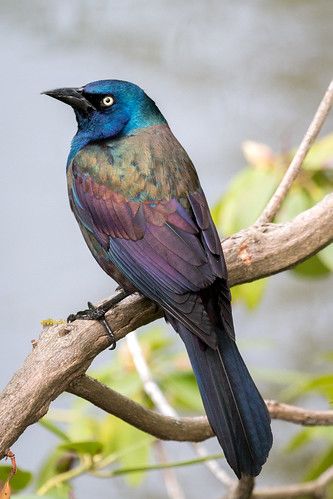 Common Grackle, Purple Bird, Common Birds, Right Light, Animal References, Most Beautiful Birds, Bird Artwork, Nature Birds, Bird Seed