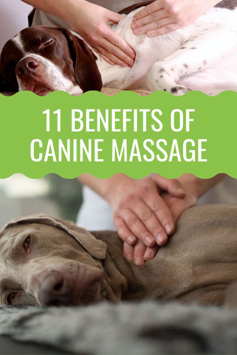 Dog Massage Points, Dog Massage Therapy, Massage For Dogs, Puppy Massage, Dog Massage How To, Dog Massage Techniques, Dog Massage, Pet Care Printables, Massage Pictures