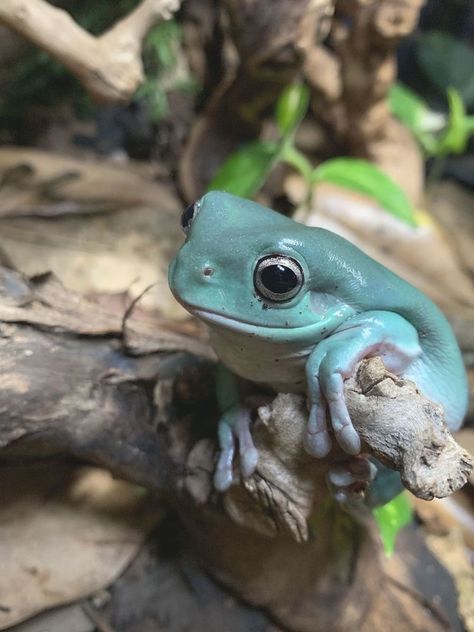 Tree Frog Aesthetic, Tree Frog Pet, Whites Tree Frog Terrarium, American Green Tree Frog, Tree Frog Terrarium, Frogs Cute, Tree Frog Art, Dumpy Tree Frog, Gray Tree Frog