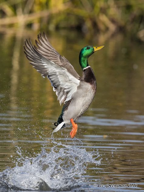 Duck Photography, Waterfowl Art, Duck Pictures, Duck Photo, Duck Art, Airbrush Art, A Duck, Nature Birds, Bird Pictures