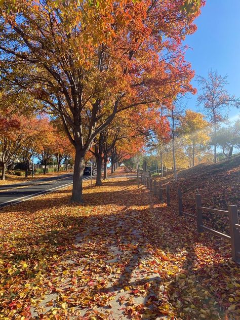 Autumn Scenes, Fall Inspo, Autumn Scenery, Fall Pictures, Best Seasons, Fall Aesthetic, Autumn Cozy, We Fall In Love, Autumn Aesthetic