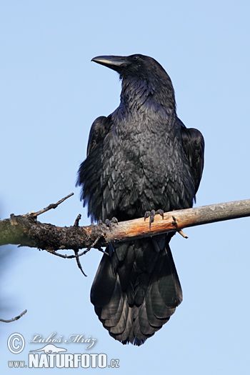 raven birds | Common Raven (Corvus corax) Jackdaw, Raven Tail, Raven Images, Common Raven, Raven Bird, Crows Ravens, Dark Pictures, Bird Watcher, Flower Art Images