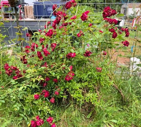 When to Transplant a Rose Bush: A Step by Step Guide - Crafty Little Gnome Transplanting Roses, Homemade Rose Water, Roses In The Garden, Kill Weeds Naturally, Rustic Wood Lanterns, Rooting Roses, Stepping Stones Diy, Organic Mulch, Simple Rose