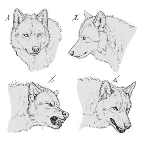 Wolf Poses, Wolf Sketch, Canine Drawing, Wolf Artwork, 강아지 그림, Canine Art, Wolf Drawing, Wolf Dog, Animal Sketches