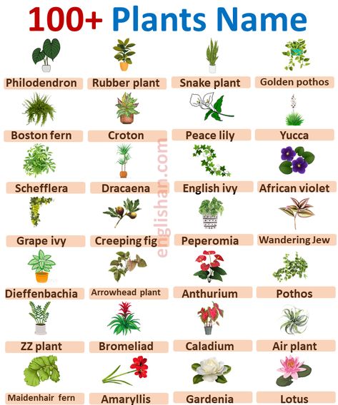 Common House Plants Names, Ornamental Plants With Names, Types Of Plants Chart, Scientific Names Of Plants, Plants Name With Pictures, Plant Names Ideas, Trees Name In English, Scientific Names Of Flowers, Names Of Plants