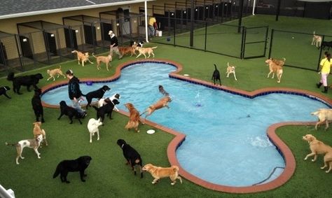 Hotel Pet, Indoor Dog Park, Luxury Dog Kennels, Pet Daycare, Dog Boarding Facility, Dog Boarding Kennels, Dog Hotel, Dog Playground, Pet Paradise