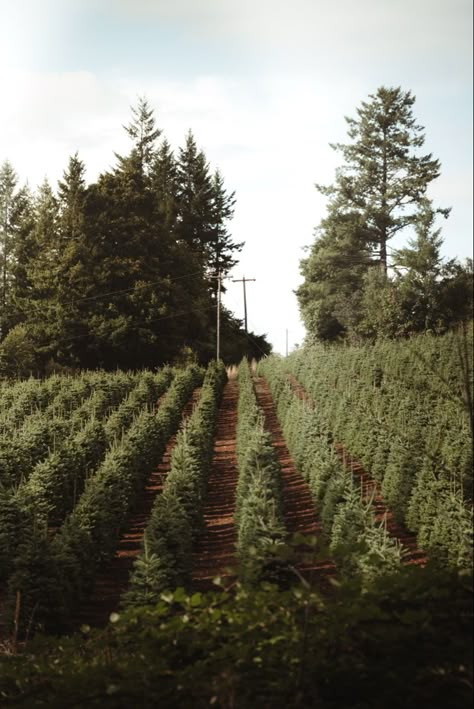 Christmas In Oregon, Christmas Tree Farm Aesthetic, Oregon Farm, Satya Yuga, Christmas Tree Farms, Christmas Tree Farm Photos, Moody Christmas, Winter Farm, Tree Decoration Ideas