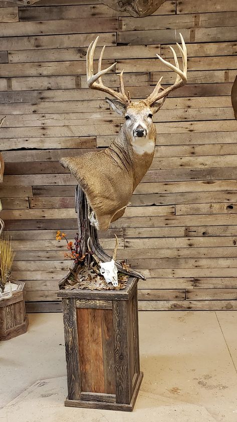 Pedestal Mounts Taxidermy, Whitetail Deer Mounts, Deer Mount Pedestal, Turkey Mount Ideas Display, Pedestal Deer Mount Ideas, Pedestal Deer Mount, Deer Pedestal Mounts, Deer Antler Mount Ideas, Whitetail Taxidermy