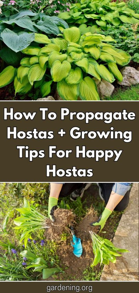 Looking to expand your hosta collection? Follow these propagation methods and care tips for beautiful, happy hostas in your garden. Types Of Hostas, Propagation Methods, Hosta Care, Garden Spade, Garden Shade, Shade Garden Plants, Hosta Gardens, Hosta Plants, Backyard Garden Landscape