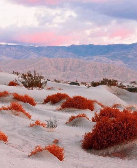 Back To Nature, Sand Dunes, Pretty Places, Shoot Ideas, The Desert, Nature Photos, Mother Earth, Beautiful World, Beautiful Landscapes