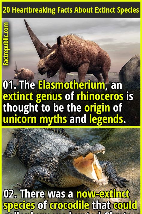 Weird Facts About Animals, Rare Animals Real, Dinosaur Fun Facts, Weird Sea Creatures, Extinct Birds, Science Knowledge, Extinct Species, 10 Animals, Fact Republic