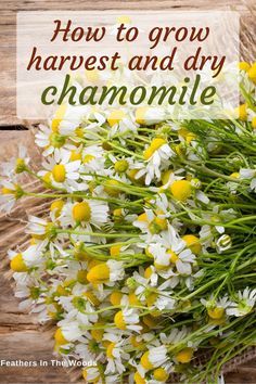 Harvesting Chamomile For Tea, How To Harvest Camomille, How To Use Chamomile Plant, Natures Prozac Plant, Grow Tea Garden, Healing Harvest Homestead, Herb Tea Garden, Growing A Tea Garden, How To Grow Chamomile