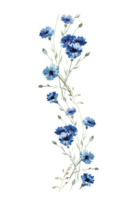 Colorful Tattoos For Women Back, Cornflower Drawing Tattoo, Cornflower Blue Tattoo, Watercolour Blue Flowers, Blue Flowers Aesthetic Drawing, Blue Cornflower Tattoo, Cornflower Aesthetic, Watercolour Flower Tattoo, Cornflower Drawing