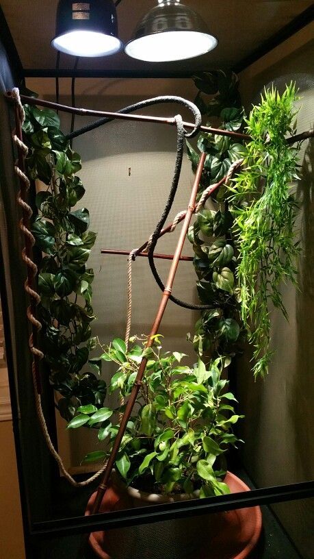 Chameleon cage Aesthetic Chameleon, Chameleon Terrarium, Chameleon Care, Chameleon Cage, Snake Enclosure, Whites Tree Frog, Enchanted Gardens, Terrarium Ideas, Reptile Tank