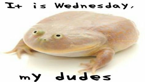 It Is Wednesday My Dudes | Know Your Meme It Is Wednesday My Dudes, Wednesday Memes, Frog Pictures, Funny Frogs, Frog And Toad, Cute Frogs, Oui Oui, Know Your Meme, Gecko