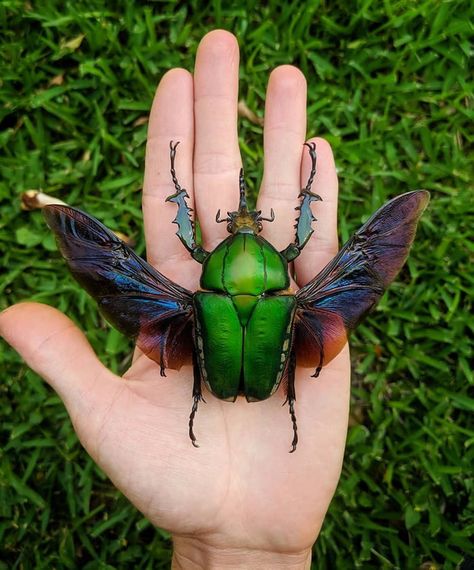 One of the largest flower beetles in the world, Mecynorrhina Torquata (credit: red.scale) Iridescent Wings, Cool Insects, Cool Bugs, Central Africa, Beautiful Bugs, Creepy Crawlies, Arthropods, Insect Art, Arachnids