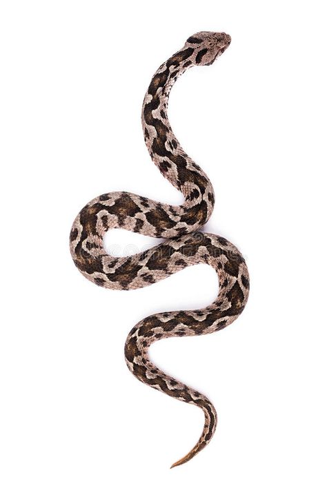 Viper snake. Common viper snake isolated on white background , #Sponsored, #Common, #snake, #Viper, #viper, #background #ad Snake White Background, Snake Top View, Viper Snake Tattoo, Snakes Photography, Viper Tattoo, Snake Reference, Snake Aesthetic, Snake Face, Snake Goddess