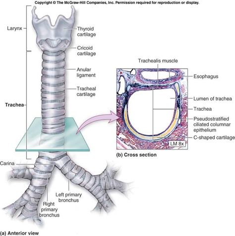 Trachea Anatomy, Human Anatomy Picture, Respiratory System Anatomy, Biology Classroom, Pulmonology, Respiratory Therapy, Animal Anatomy, Biology Notes, Medical Anatomy