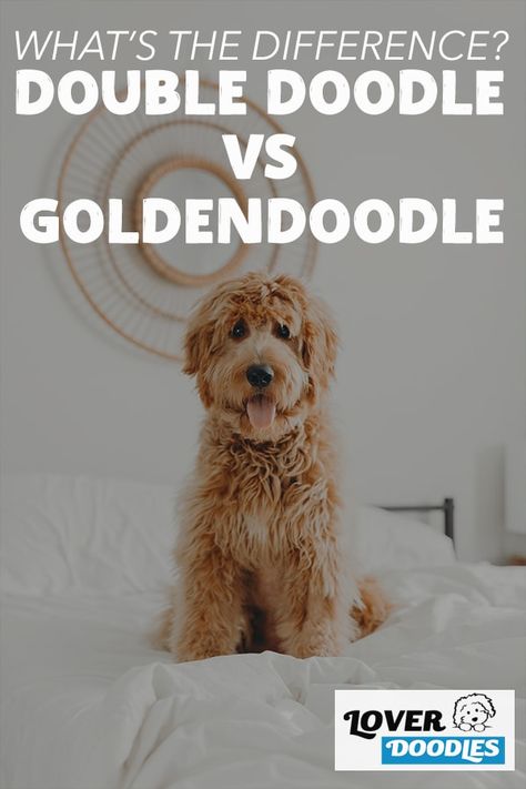 Both the Double Doodle and Goldendoodle are intelligent, gentle, and playful dogs that are loyal to their families. #DoubleDoodle #Goldendoodle #Labradoodle #DoodleBreeds #DoodleDog Double Doodle Grooming, Mini Double Doodle, Double Doodle Haircuts, Double Doodle Dog, Goldendoodle Funny, Double Doodles, Labradoodle Vs Goldendoodle, Black Noses, Double Doodle Puppies