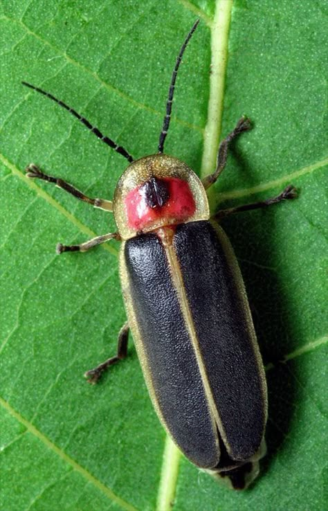 FIRE FLY: A Lampyridae. Kindred with Blake. Can you see the inspiration in the pairing? Firefly Images, Lightening Bugs, Blue Gray Gnatcatcher, Lighting Bugs, Fire Flies, Fire Fly, Lightning Bugs, Lightning Bug, Cool Bugs