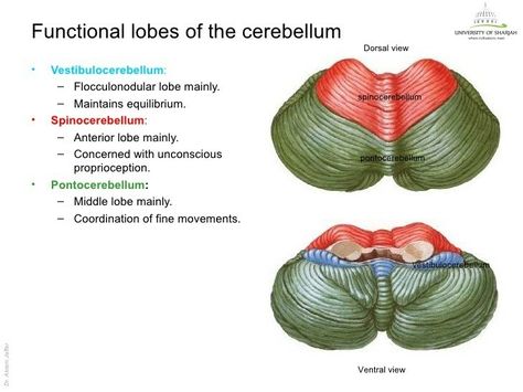 Clinical Lobes of Cerebellum ... Note: Flocculonodular lobe is "Vestibulo"cerebellum and is a/w Equilibrium ... Pontocerebellum - Coordination of Fine movements ... Cerebellum Anatomy, Anatomy Notes, Student Aesthetic, Brain Anatomy, Nursing School Survival, School Survival, Medical Education, Neurology, Neuroscience