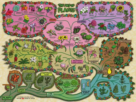 From the video: youtu.be/ONVpFtiD-fo?si=Yggt4ityVmc1GgVJ In this map of plants I summarise all of the different kinds of plants from algae all the way through bryophytes, ferns, gymnosperms, angiosperms, monocots, eudicots, rosids and asterids. I explain how they are related to each other due to their evolutionary history, and the features that make plants so successful, leaves, roots, a vascular system, spores, seeds, flowers and fruits. Astro Cat, Grafting Plants, Summer Study, Best Primer, Science Books, Home Learning, Growing Food, Native Plants, Our Planet