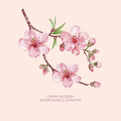 Cherry blossom watercolor illustration | Premium Vector #Freepik #vector Pink Flower Illustration, Sakura Illustration, Cherry Blossom Illustration, Cherry Blossom Vector, Blossom Watercolor, Cherry Blossom Watercolor, Cherry Blossoms Illustration, Haifa, Typography Art