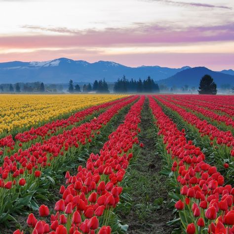 One of the best ways to celebrate the end of winter and the arrival of spring is to attend a flower festival. Although cherry blossoms get a lot of attention, there’s nothing quite like seeing entire fields of colorful tulips blooming. Here's how to see the tulips for yourself in Skagit Valley,... Skagit Valley Tulip Festival, Surreal Places, Skagit Valley, Places In America, Colorful Places, Tulip Festival, Breathtaking Places, Tulip Fields, Beaux Villages