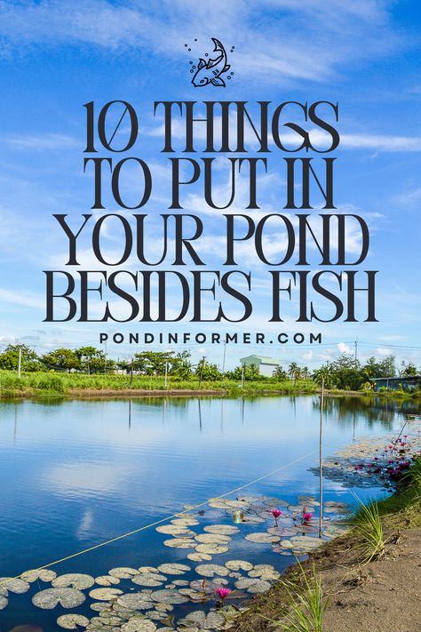 Transform your pond into a mesmerizing oasis with more than just fish! Discover 10 delightful additions that will enhance the beauty and balance of your aquatic haven. From graceful water plants to charming feathered friends, this article is your passport to a diverse and thriving pond ecosystem. Dive into the possibilities and create a sanctuary that goes beyond the ordinary! #PondLife #AquaticEcosystem #BeyondFishBeauty #PondCare #PondGuide #PondImprovement Medium Pond Ideas, Large Pond Ideas, Natural Fish Pond, Backyard Pond Ideas Large, Man Made Pond, Pond Ecosystem, Farm Ponds, Ponds Ideas, Natural Ponds