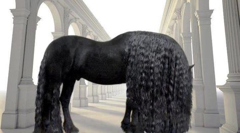 WOW! I can't even imagine how much work that mane would be to take care of. It sure looks beautiful though so maybe it would be worth the work!! horses with long manes tails | horse-mane Friesian Stallion, Frederick The Great, Horse Mane, Black Horses, Most Beautiful Horses, Most Beautiful Animals, Friesian Horse, Majestic Horse, All The Pretty Horses