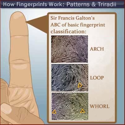 Fingerprint news - including Galton's fingerprint type classification (arch - loop - whorl). Fingerprint Types, Multiple Intelligence Test, Biotechnology Art, Types Of Fingerprints, Fingerprint Cards, Multiple Intelligences, Family Tree Chart, Forensic Scientist, Federal Bureau Of Investigation