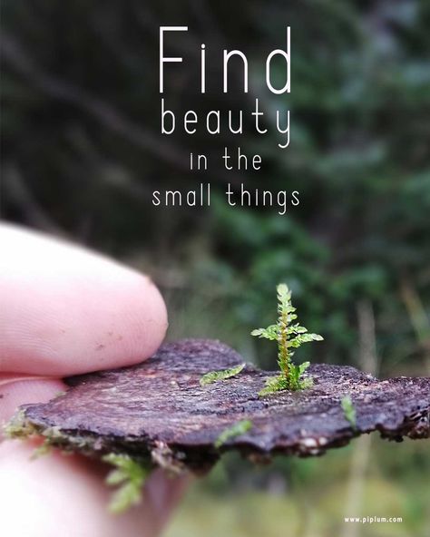 Beautiful Small Quotes, Beauty In Small Things Quotes, Quotes For Plants, Nature Life Quotes, Small Life Quotes, Nature Aesthetic Quotes Short, Small Cute Flower Quotes, Quotes About Nature Beauty, Short Quotes About Nature