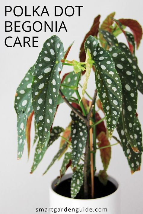 Spotted Begonia, Polka Dot Begonia, Big Leaf Plants, Begonia Maculata, Plant Care Houseplant, Indoor Plant Care, Smart Garden, Indoor Gardens, Houseplants Indoor