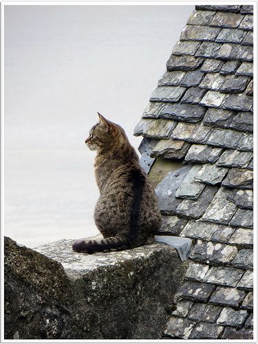 Beautiful Domestic Cat, Cat Sitting, Cute Kittens, Wild Life, Cats Meow, Pretty Cats, Tabby Cat, Stone Wall, Beautiful Cats