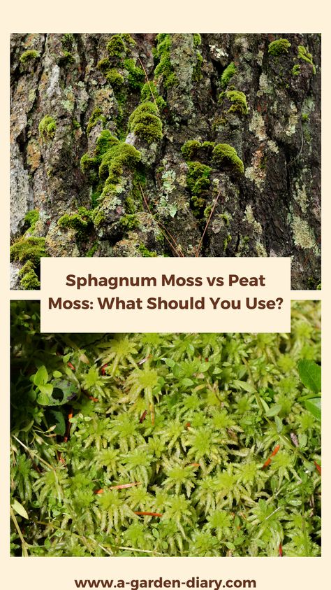 Sphagnum Moss vs Peat Moss: Which is the right choice for your garden? Discover the unique benefits of each moss type and how they impact soil quality, moisture retention, and plant health. Whether you're aiming to enhance your potting mix or create the perfect terrarium, understanding the differences between sphagnum moss and peat moss is key. Dive in and make an informed decision for your next gardening project today! Planting Moss, Peat Moss In The Garden, Spaghnum Moss Propagation, Sphagnum Moss Propagation, Sphagnum Moss, Growing Sphagnum Moss, Bacterial Diseases, Types Of Moss, Natural Air Purifier