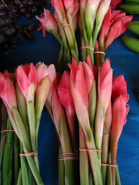 Etlingera elatior by Polylepis, via Flickr Bunga Kantan, Etlingera Elatior, Torch Ginger Flower, Torch Ginger, Georgetown Penang, Ginger Flower, Wax Flowers, Bountiful Harvest, Flower Bird