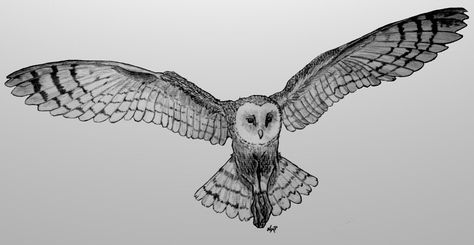 Owl in flight drawing- pencil, sharpie, add a night sky and moon with water color markers Owl Wing Tattoo, Owl In Flight Tattoo, Owl In Flight Drawing, Storefront Painting, Night Owl Tattoo, Snowy Owl Tattoo, Flight Drawing, Hedwig Tattoo, Barn Owl Drawing