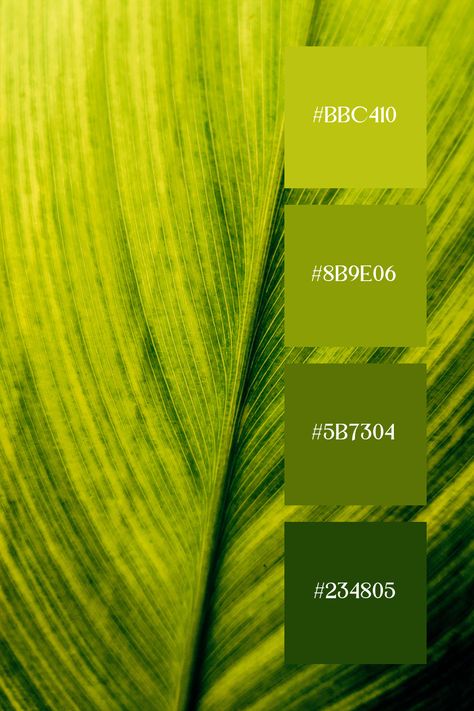 This Shades of Green Color Palette ,close-up of a leaf displays intricate veins and varying shades of green, emphasizing the natural beauty and texture found in foliage. Green Monochromatic Palette, Leaf Green Color, Green Monochromatic, Color Scheme Generator, Christmas Color Palette, Color Design Inspiration, Monochromatic Palette, Green Palette, Color Schemes Colour Palettes